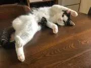 サルボボの画像