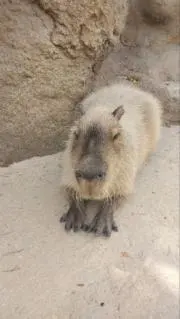 みやしのの画像
