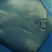 ちーちゃん☆の画像