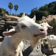 マナの画像