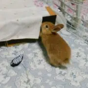 衣織の画像