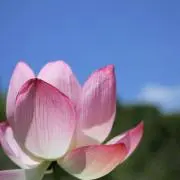 めめの画像