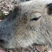 なっつんの画像