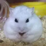 みーこ@