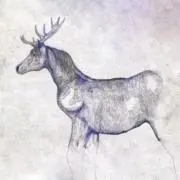 Zpの画像