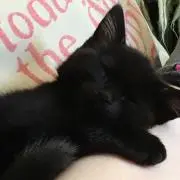 まつげ