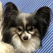 ドラもん