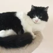豆助