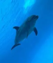 マーの画像