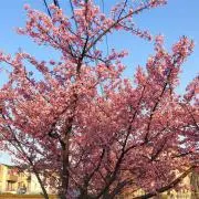 さくら1215の画像