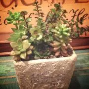＊Moss Green＊