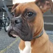 MOMOの画像