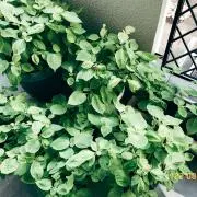 はち※プロフ必読※の画像