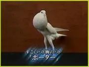 鳩上　胸也の画像
