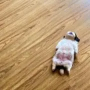 瑠愛の画像