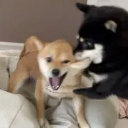 ちゃっぴー