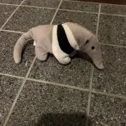 Antの画像