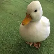ハナコ☆の画像