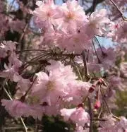 Kirschblüte