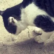寒波猫