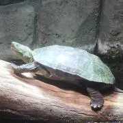 Masaおーの画像