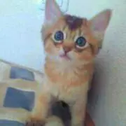 ぎるぎるがーの画像