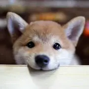 まなお