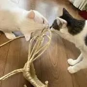 きび団子の画像