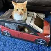 チトの画像