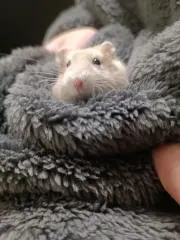 mochiの画像