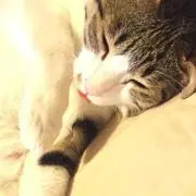 ともろをの画像