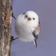 こきゅの画像