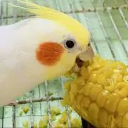 みたらしの画像