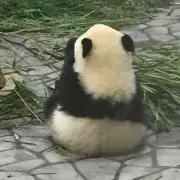 ぱんだの画像