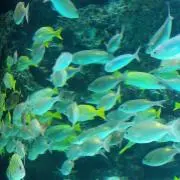ChamiChamiの画像