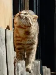 カサゴ丸の画像