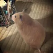 しおまるの画像