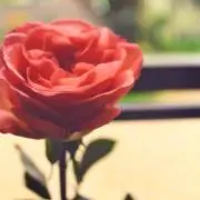 repeの画像