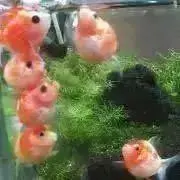 さかなの画像