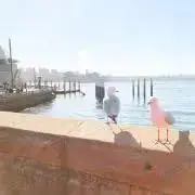 そらねこの画像
