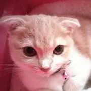 ももねこの画像
