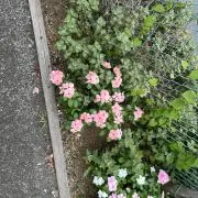 あすみの画像