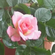 レモネードの画像