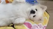 しふぉん
