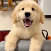 Luckyの画像