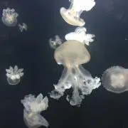 りんご