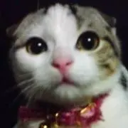 ねこの画像