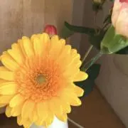 さくらごころ☆即日発送☆丁寧梱包の画像