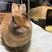 ぶーすかの画像