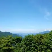 またたびの画像